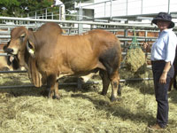 Debbie with Fairy Springs Epic 2766 Polled sold Big Country 2007 to Caiwarra stud $40000