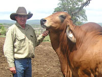 Eddie with a young Fairy Springs Red Leader 2700 (P)