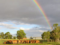 Narbethong, Monto.