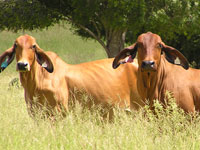 Polled Fairy Springs cows