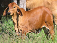 A homozygote poll (PP) Jacob Rio daughter, who also took part in the CSIRO poll gene research