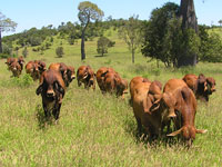 Fairy Springs bulls at Narbethong Monto