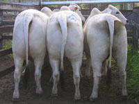 White Kangaroo steers placed  2nd - pen of grass fed steers Monto Show & Sale