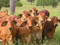 Fairy Springs maiden heifers