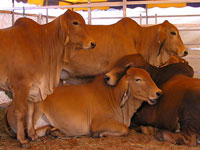 Fairy Springs Rio Zebo relaxing with his girls at Beef 2009