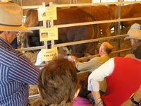 Albert Hancock uses Rio Zebo to demonstrate favourable testicle and teat placement on a bull at Beef 2009 Fairy Springs site