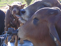 Jed gets some special attention from young bulls