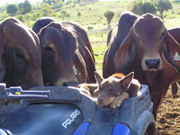 Its a dogs life